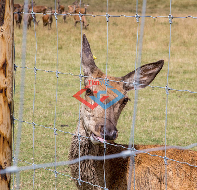 Fixed Knot Fence (图3)