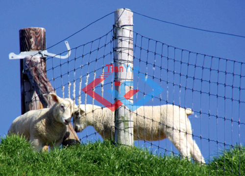 Fixed Knot Fence (图9)