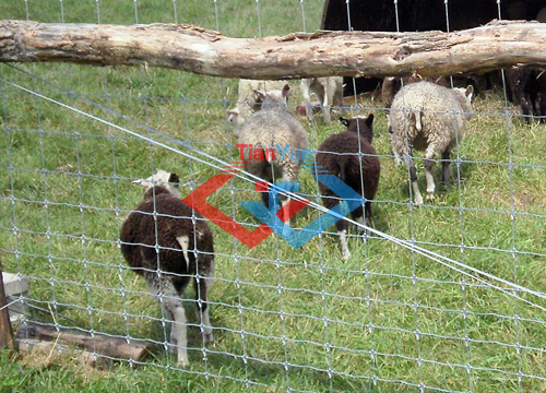 Fixed Knot Fence (图10)