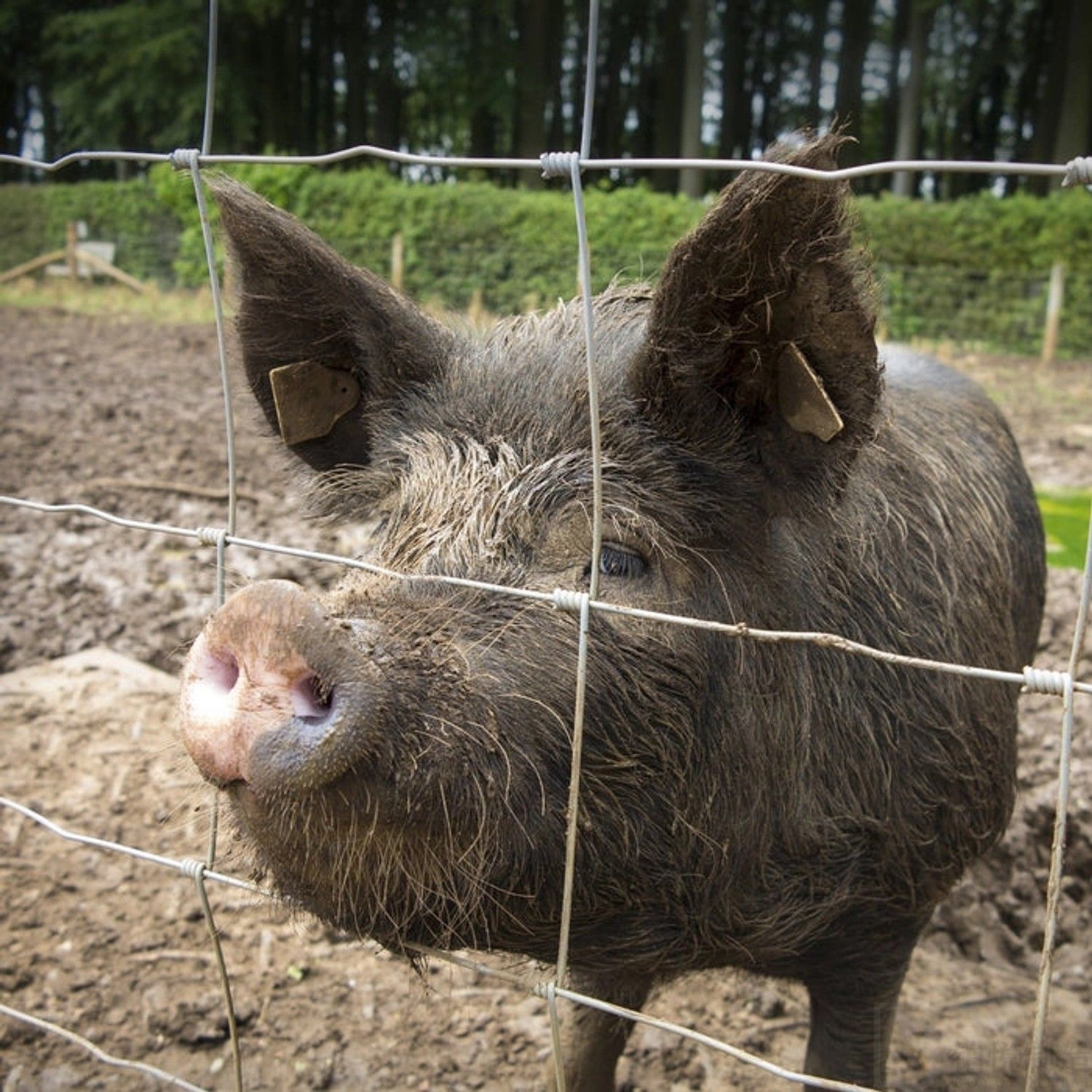 Hinge Joint Knotted Fence 